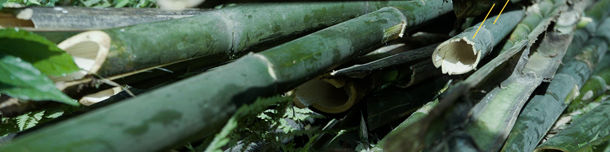 img_竹農(nóng)04.jpg img_竹農(nóng)04.jpg